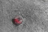 Red Embers Garnet in Graphite - Massachusetts #225904-1